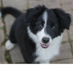 Border Collie Fans!