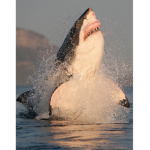 Aquatic Breach