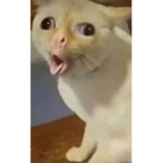 Hi hi hi hi yaaaaaaaaaaaaaaa