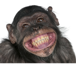 Monke In my Bathroom