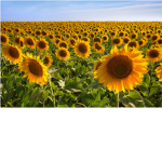 Sunflower Builders
