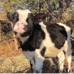 OreoCow
