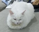 Snow cats and pups