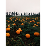 pumpkin garden!