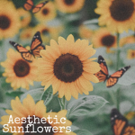 ~Aesthetic~Sunflowers~