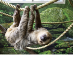 SQUAD SLOTHS