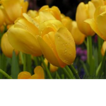 lovly group
