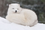 (''articfoxes'')