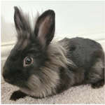 Lucky the toddler bunny
