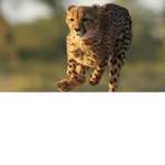 Team Cheetahs For Life