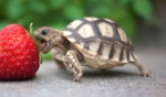 TURTLE AND DINO CLAN