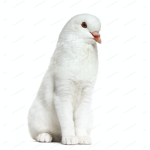 Birdey yt