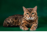 Bengal cat