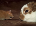 Bunny And Rat Army