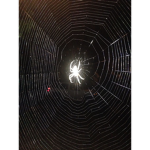 Hey Spider Squad