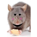 *+ Rat Cult +*