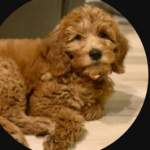 Puppy girl fan group