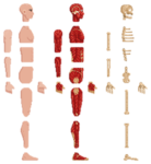 human games 342