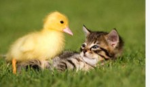 Kitty And Duck Group