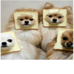 Toast Dog Family