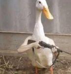 THE DUCK GROOP