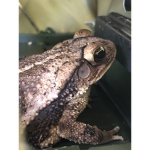 Amazing toads and frogs