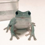 - aesthetic frogs -