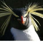 Club penguins!!!