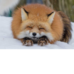 :) :> fox