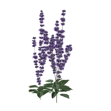 🔥 May Night Lavender Nature Plant RP Chill Sky 