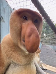 He my pet