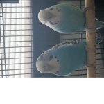 Parakeet group.