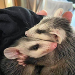 sᴡɪᴛᴄʜʙʟᴀᴅᴇ sʏᴍᴘʜᴏɴʏ