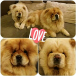 chow chow cute