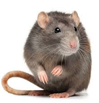 Rodent empire / Rat army