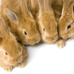 {~BUNNY FAM~}