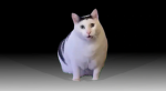 Cat group sussy