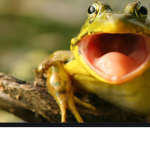 Frog group love potatoes