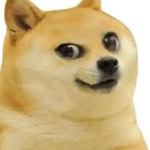 epik doge group
