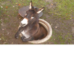 Donkeyz_ play