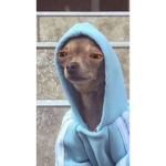 swaggy Araya