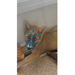 My dog ##### group
