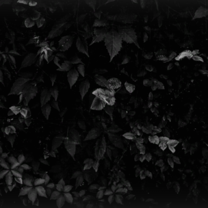 Dark grunge vines background