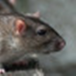 Skiny Rats