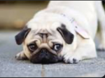 Pugs chilling group