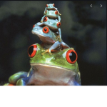 Frogs and toads club