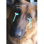 cats and dogs community