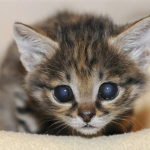 Moewmoewcat