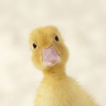 Ducky clothings