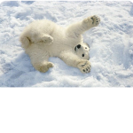 Save the amazing polar bear